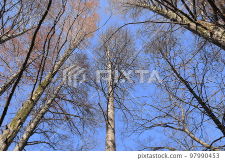 Metasequoia winter low angle Metasequoia winter low angle 97990453