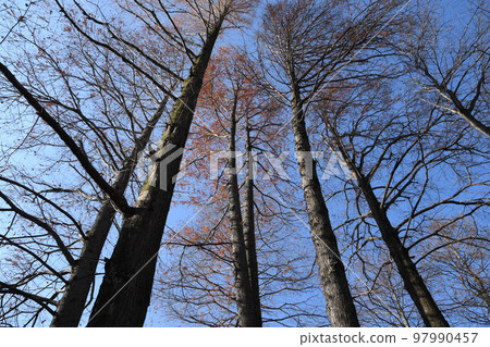 Metasequoia winter low angle Metasequoia winter low angle 97990457