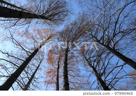 Metasequoia winter low angle Metasequoia winter low angle 97990468