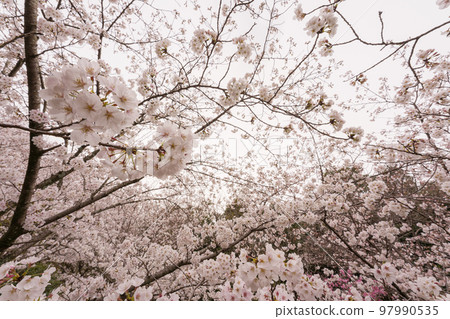 Cherry blossom Cherry blossom 97990535