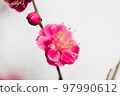 Plum blossom  Plum blossom  97990612