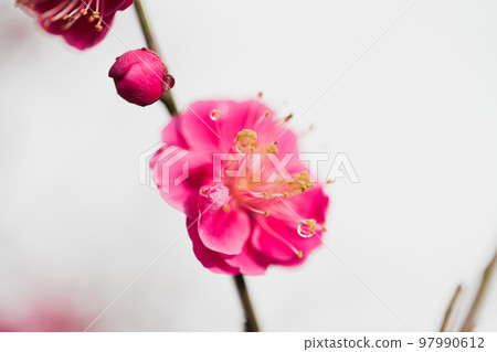 Plum blossom Plum blossom 97990612