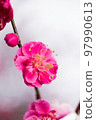 Plum blossoms up Plum blossoms up 97990613