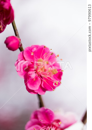 Plum blossoms up Plum blossoms up 97990613