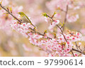 Meal stuck in a cherry tree Meal stuck in a cherry tree 97990614