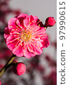 Plum blossoms and buds Plum blossoms and buds 97990615