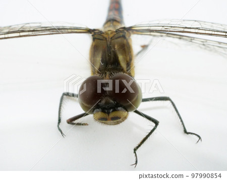Close-up dragonfly face 97990854