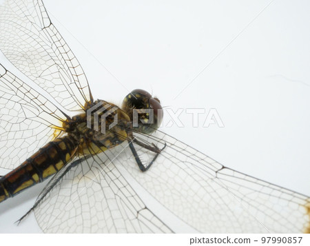 A dragonfly with four wings 97990857