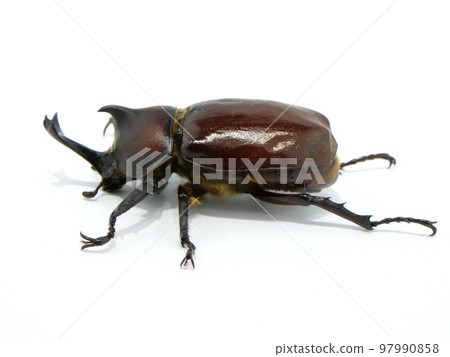 Sideways beetle [whole body] 97990858