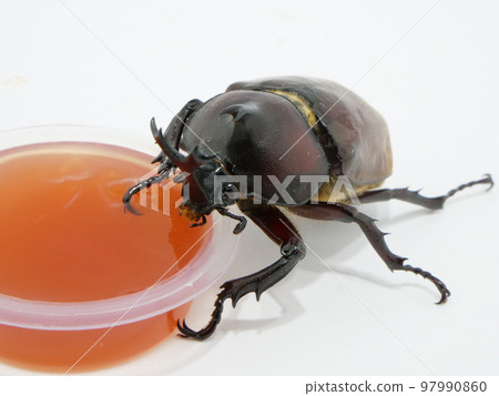 吃果凍的甲蟲 97990860