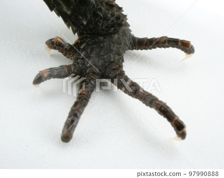 Legs of a red-backed lizard with uneven finger lengths Legs of a red-backed lizard with uneven finger lengths 97990888