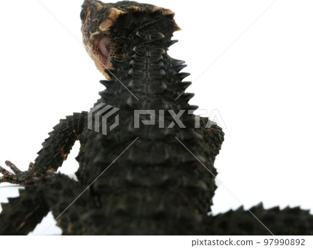 多刺的紅背蜥蜴的背部 多刺的紅背蜥蜴的背部 97990892