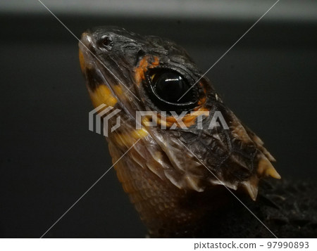 一隻紅背蜥蜴的臉向上的特寫 97990893