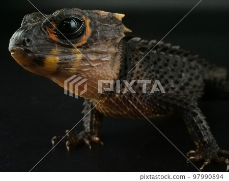 身體硬朗的紅背蜥蜴 97990894