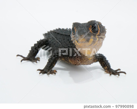 1 Mebenite lizard 97990898