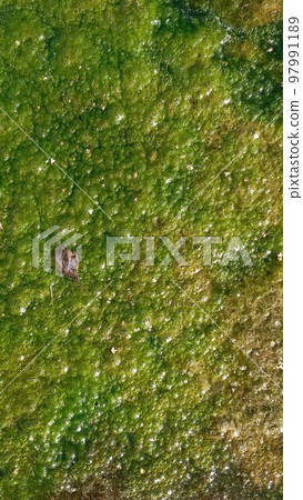 Natural textured background.Background with polluted water with algae. Green colors. The concept is to preserve nature. Natural textured background.Background with polluted water with algae. Green colors. The concept is to preserve nature. 97991189