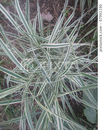 The green grass in the deciduous forest 97991190