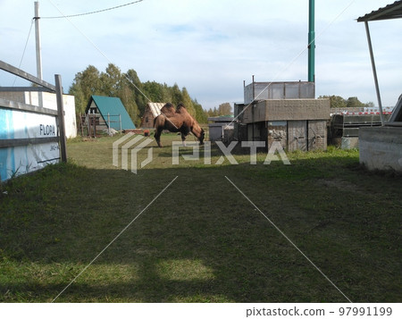 One two-humped camel on the green grass. A camel on a farm in Siberia. Double-humped camel, or bactrian. One two-humped camel on the green grass. A camel on a farm in Siberia. Double-humped camel, or bactrian. 97991199
