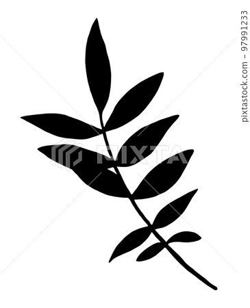 Marigold Leaves Silhouette Isolated on White Background. Marigold Flower Element Drawn by Pencil. Marigold Leaves Silhouette Isolated on White Background. Marigold Flower Element Drawn by Pencil. 97991233