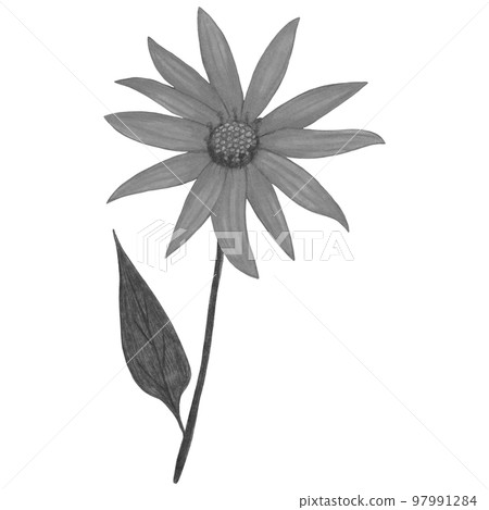 Black and White Topinambur with Green Leaves Isolated on White Background. Jerusalem Artichoke Flower Element Drawn by Pencil. 97991284