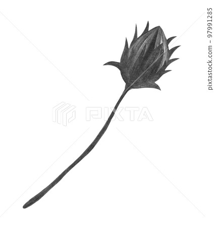 Black and White Topinambur Flower Bud Isolated on White Background. Jerusalem Artichoke Flower Element Drawn by Pencil. 97991285