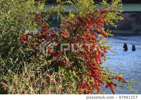日本冬季河濱公園種植的火棘紅果 97991357