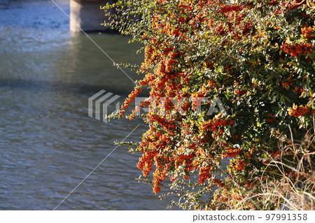 日本冬季河濱公園種植的火棘紅果 97991358