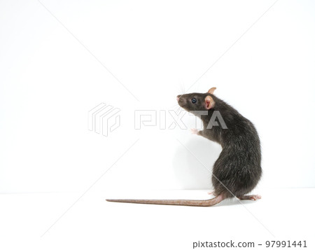 rat looking back 97991441
