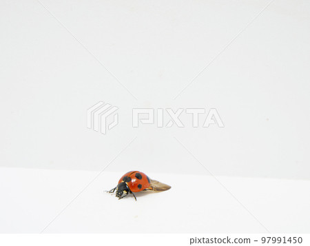 正在關閉翅膀的瓢蟲 97991450