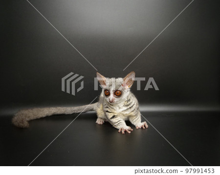 Long-tailed ginger compared to its body 97991453