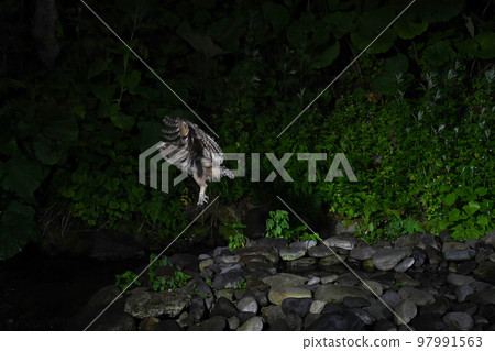 Shimous owl Shimous owl 97991563