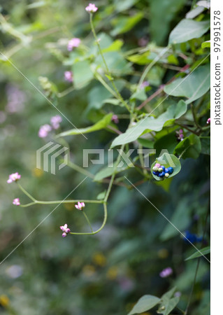 Fruit of Ishimikawa, blue pink green, Polygonum 97991578
