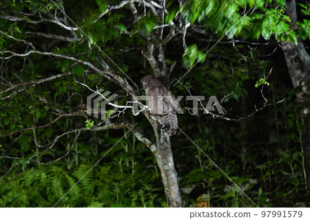 Shimous owl 97991579