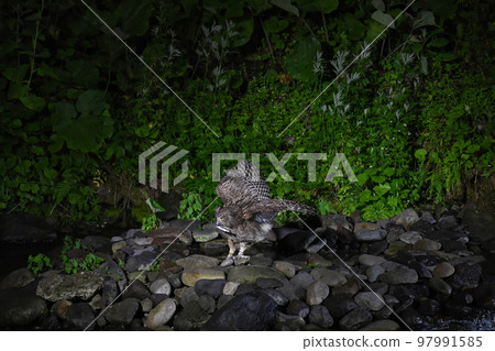 Shimous owl 97991585