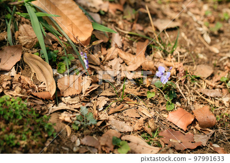 Sumire, pale purple violet, spring in Japan, early spring scenery 97991633