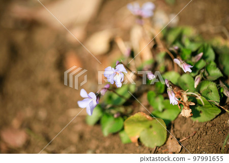 Sumire, pale purple violet, spring in Japan, early spring scenery Sumire, pale purple violet, spring in Japan, early spring scenery 97991655
