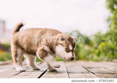 Four-week-old Husky Puppy Of White-brown Color Standing On Wooden Ground. 97991665
