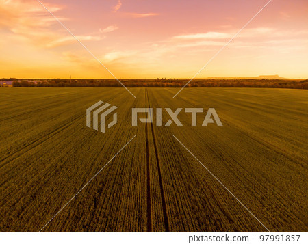 Aerial view on green wheat field in countryside. Field of wheat blowing in the wind on sunset. Young and green Spikelets. Ears of barley crop in nature. Agronomy, industry and food production. Aerial view on green wheat field in countryside. Field of wheat blowing in the wind on sunset. Young and green Spikelets. Ears of barley crop in nature. Agronomy, industry and food production. 97991857