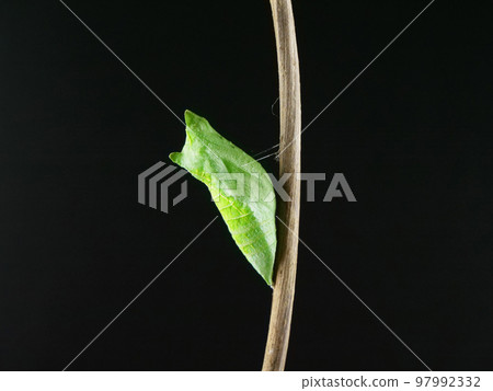 Swallowtail Swallowtail蛹 Swallowtail Swallowtail蛹 97992332