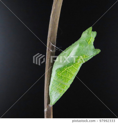 燕尾蝶的蛹依附在一根細細的樹枝上 97992333