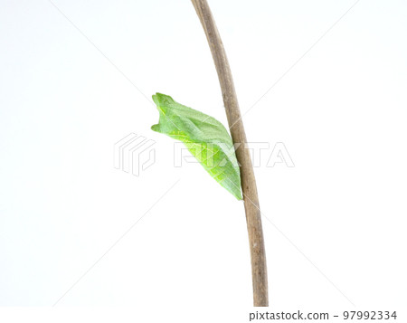 蝴蝶蛹 蝴蝶蛹 97992334