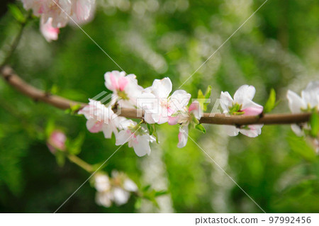 日本桃花春天早春風光 日本桃花春天早春風光 97992456