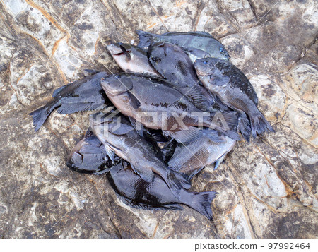 A large catch of Japanese sea bass (Mejina) was caught by float fishing on the Japanese shore. A large catch of Japanese sea bass (Mejina) was caught by float fishing on the Japanese shore. 97992464