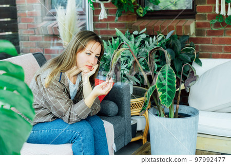 Young upset, sad woman examining dried dead foliage of her home plant Calathea. Houseplants diseases. Diseases Disorders Identification and Treatment, Houseplants sun burn. Damaged Leaves. 97992477