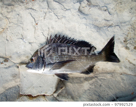 Shore-fishing and photographing a large black porgy (chinu sea bream) fish caught against a rocky background. 97992529