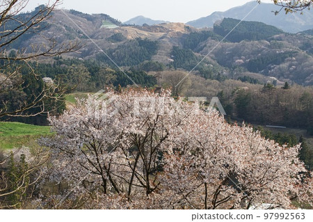 以藍天和山脈為背景的 Daigo Fureai Ranch 的野櫻花 以藍天和山脈為背景的 Daigo Fureai Ranch 的野櫻花 97992563