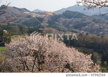 以藍天和山脈為背景的 Daigo Fureai Ranch 的野櫻花 以藍天和山脈為背景的 Daigo Fureai Ranch 的野櫻花 97992564