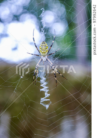 森林中的昆蟲 蜘蛛網中等待獵物的蜘蛛 97992642