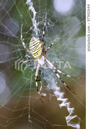 森林中的昆蟲 蜘蛛網中等待獵物的蜘蛛 97992644