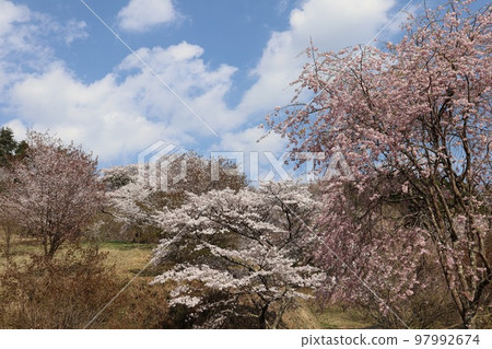Kutsukake Pass's wild cherry blossoms in full bloom against the blue sky Daigo Town Kutsukake Pass's wild cherry blossoms in full bloom against the blue sky Daigo Town 97992674